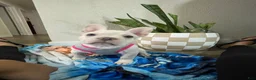 French Bulldog dogs for sale: Snowcake - Ad 3