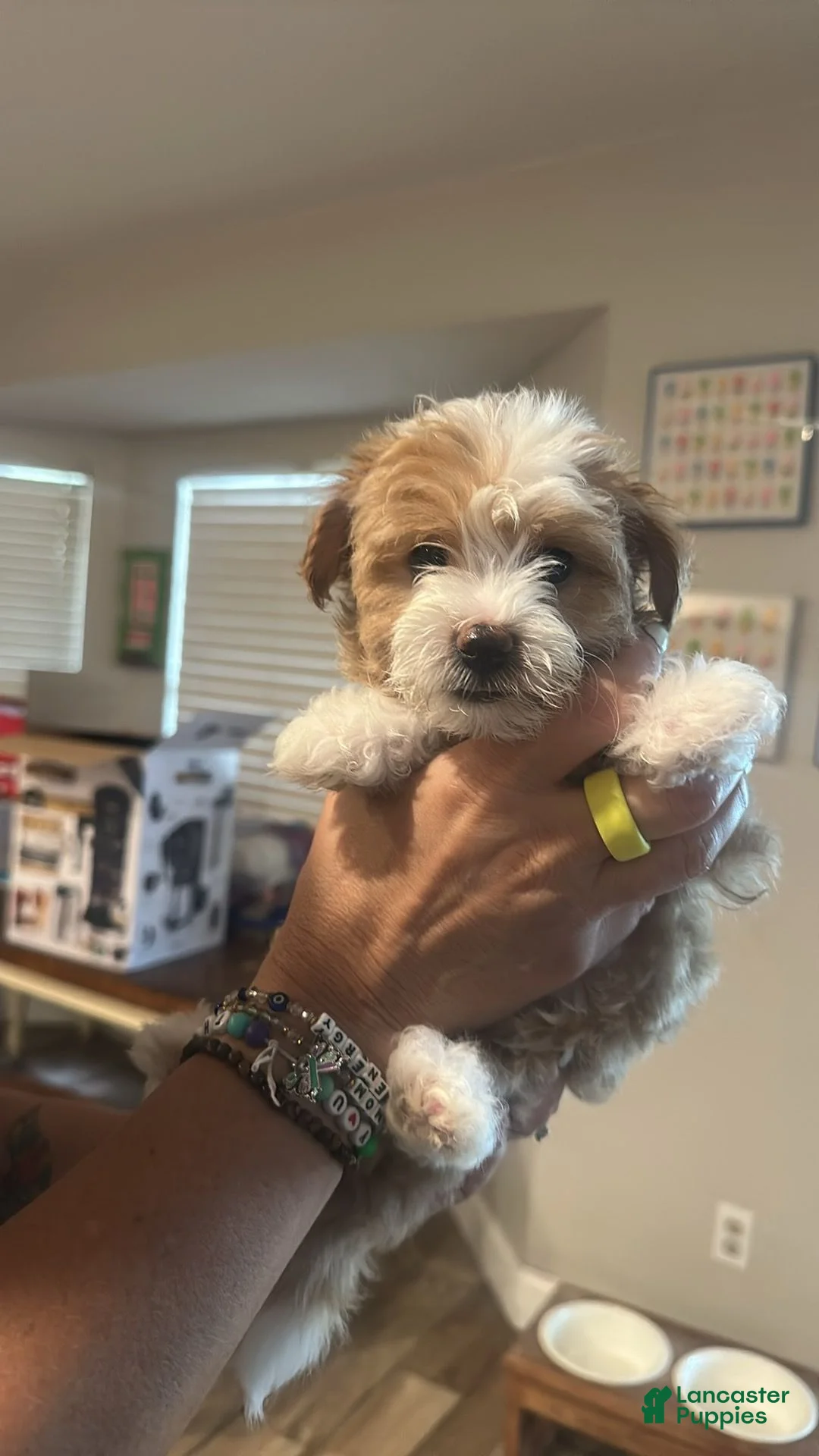 Mixed Breed dogs for sale: Mixed Breed 5 - Ad 6