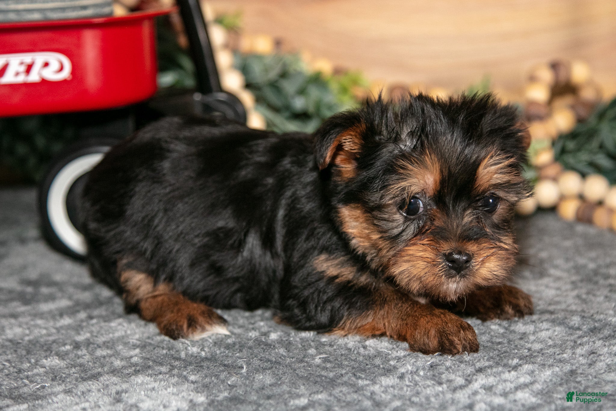 Yorkshire Terrier dogs Piper - Ad 2