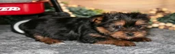 Yorkshire Terrier dogs for sale: Piper - Ad 2