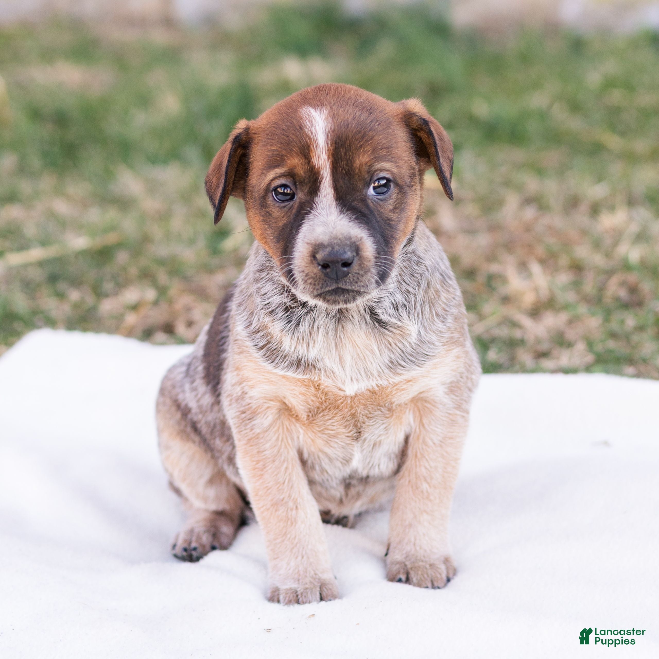 Mixed Breed dogs Heidi  - Ad 27