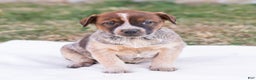 Mixed Breed dogs for sale: Heidi  - Ad 1