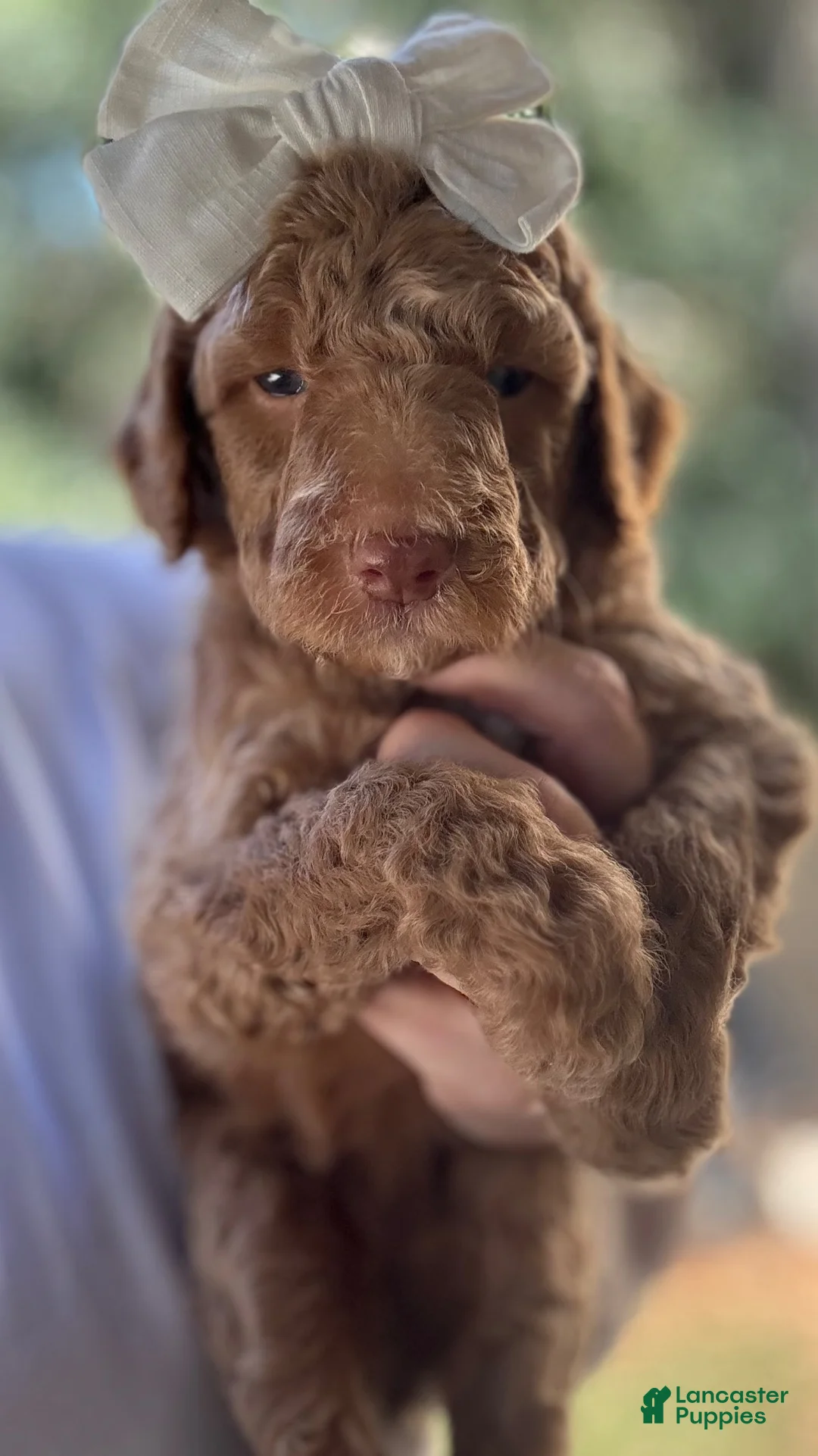 Mini Goldendoodle dogs for sale: Mini Goldendoodle “Marina” - Ad 1