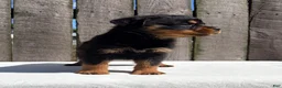 Rottweiler dogs for sale: Deisel  - Ad 4