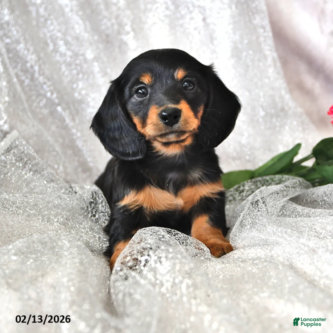 Miniature Dachshund dogs for sale: Polly - Ad 1