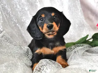 Miniature Dachshund dogs Polly - Ad 18