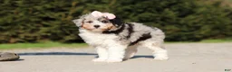 Miniature Poodle dogs for sale: Poppy - Ad 4
