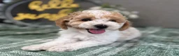 Miniature Poodle dogs for sale: Roscoe - Ad 3