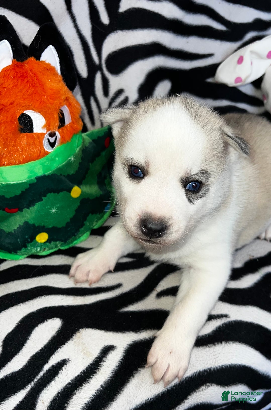 Siberian Husky dogs for sale: Siberian Husky Ash - Ad 7