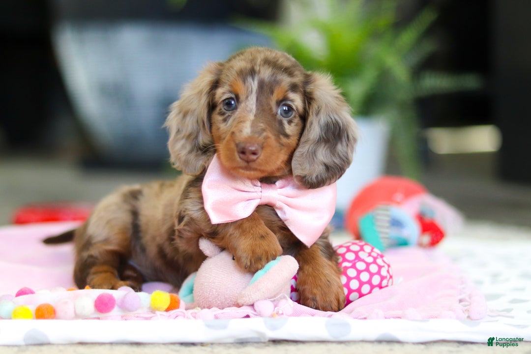 Dachshund dogs for sale: Avery - Ad 9