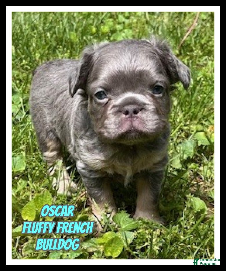 French Bulldog dogs Oscar - Ad 1