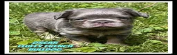French Bulldog dogs for sale: Oscar - Ad 1