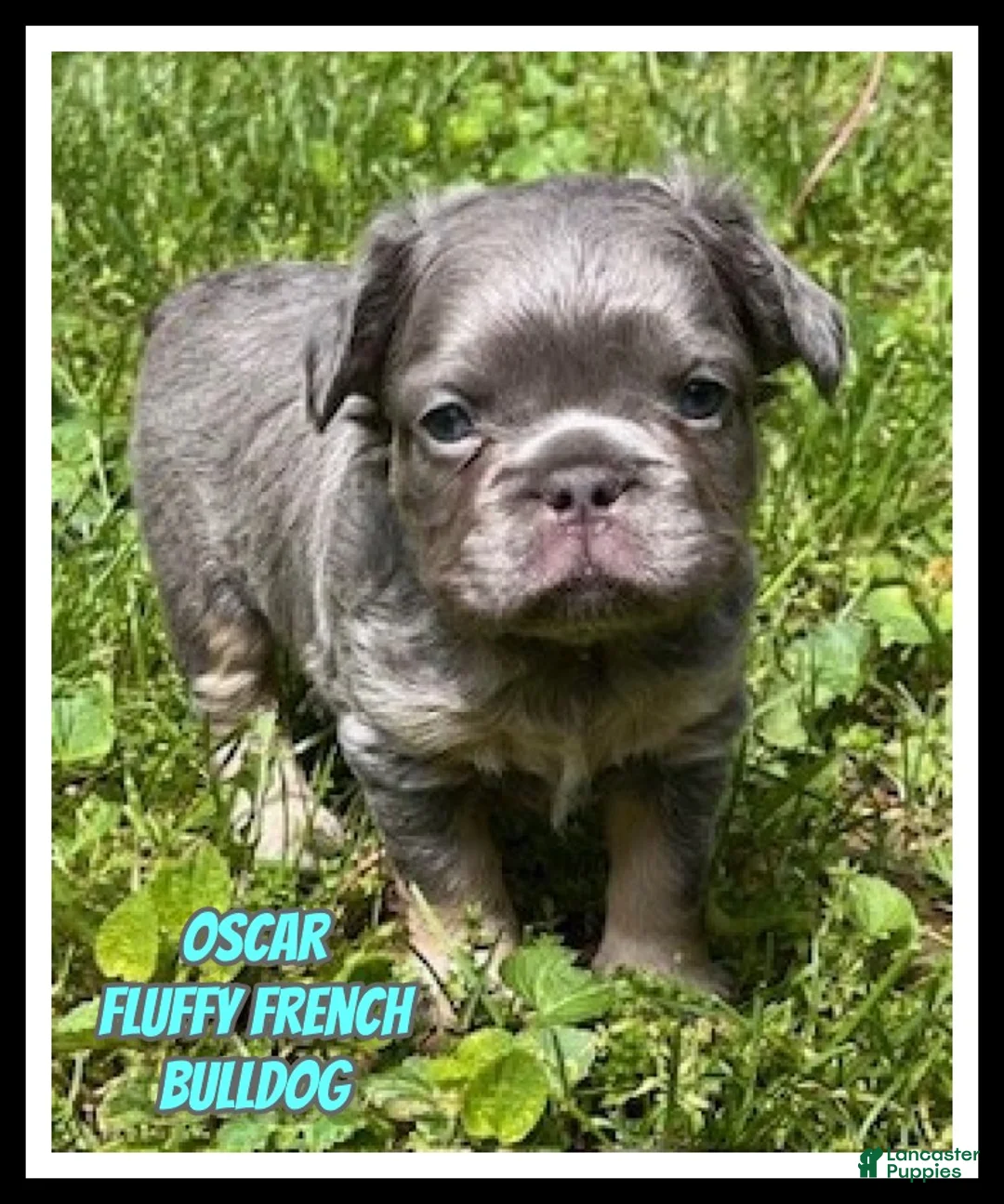 French Bulldog dogs for sale: Oscar - Ad 1