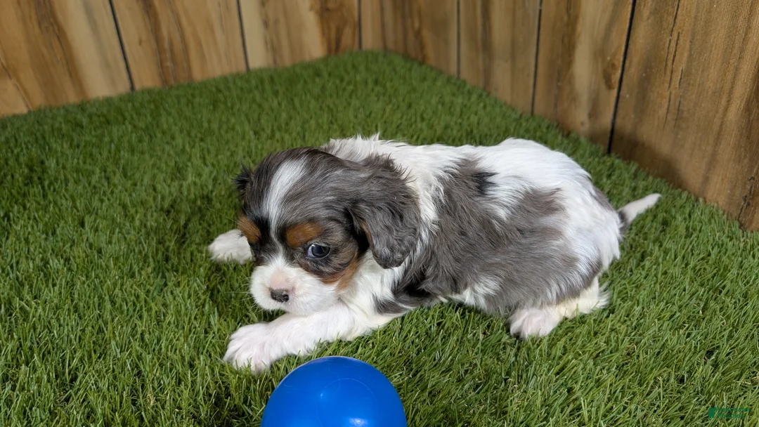 Cavalier King Charles Spaniel dogs for sale: Bertha Boy 1 - Ad 3