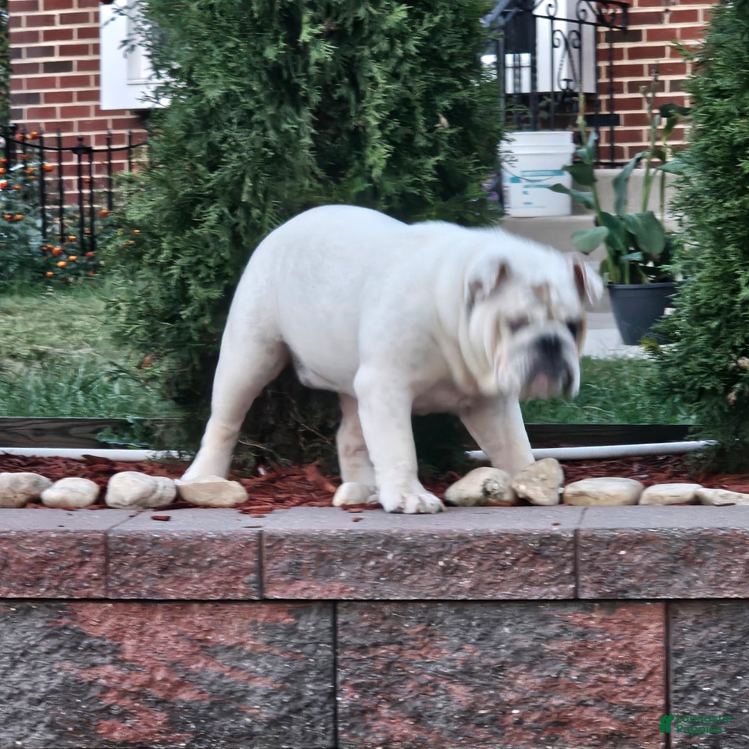 English Bulldog dogs for sale: English Bulldog Puppy 1 - Ad 2
