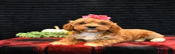 Cockapoo dogs for sale: Jasmine - Ad 5