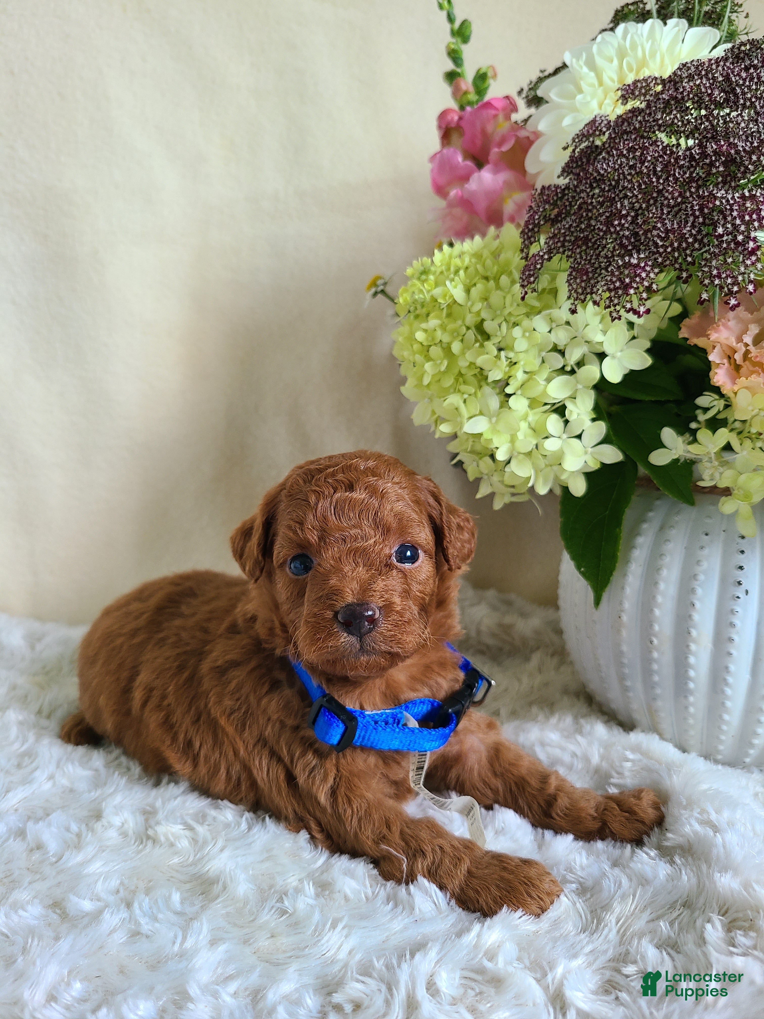 Mini Goldendoodle dogs Ian - Ad 1