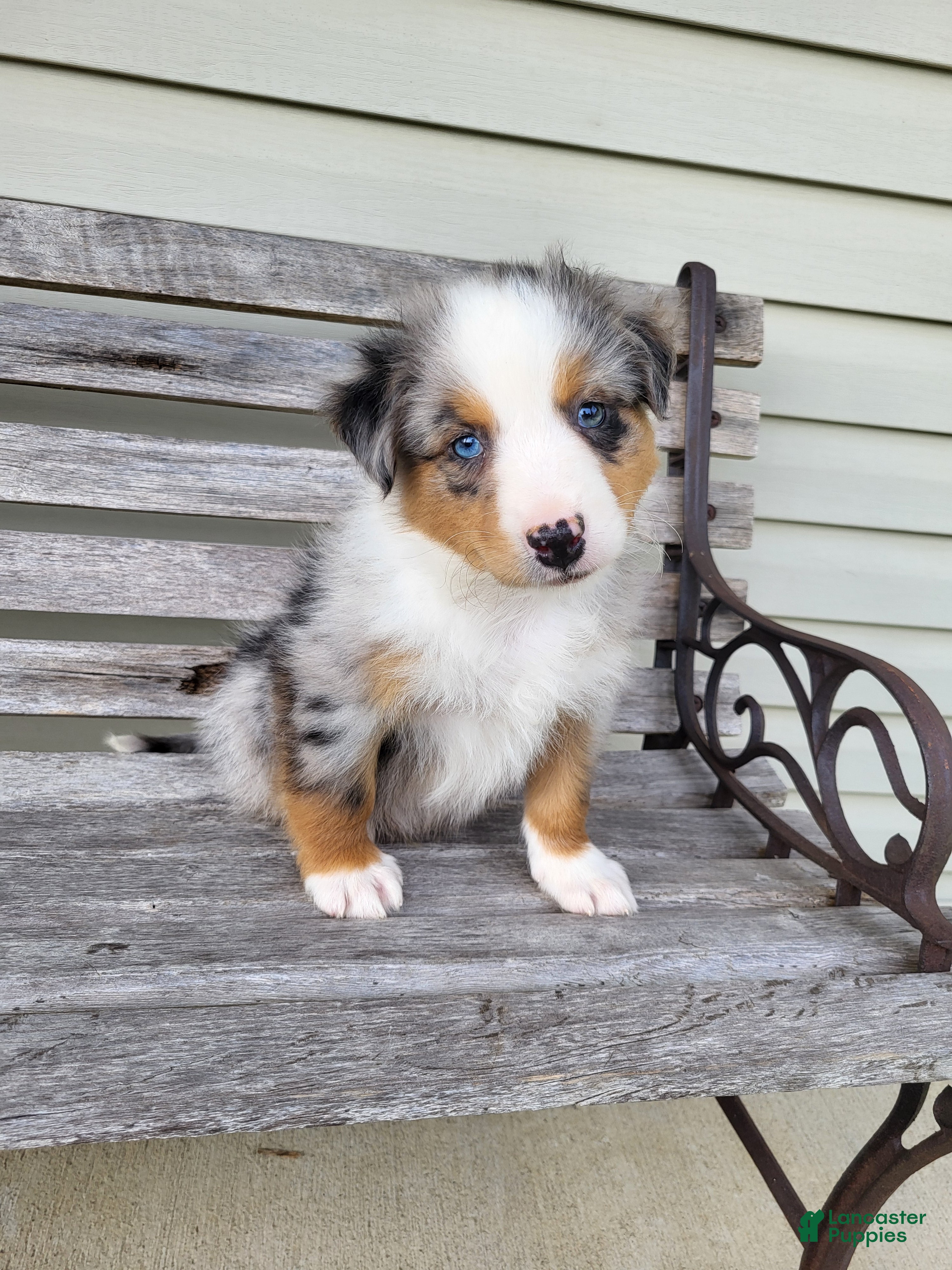 Australian Shepherd dogs Lester - Ad 1