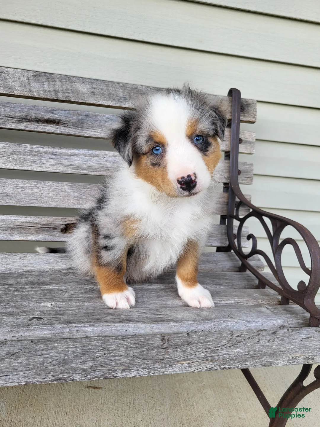 Australian Shepherd dogs for sale: Lester - Ad 1