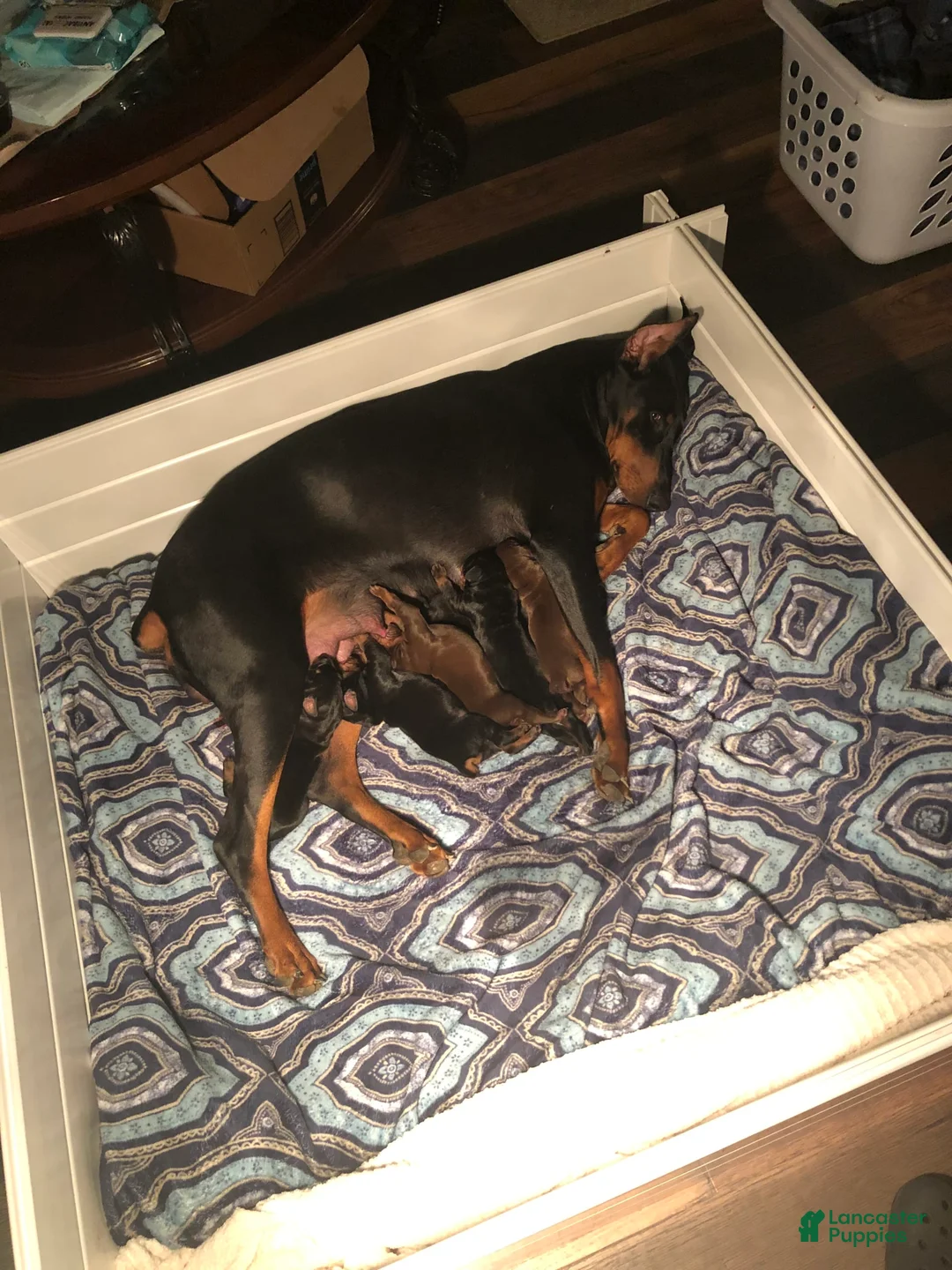 Gallery Image {{count}}