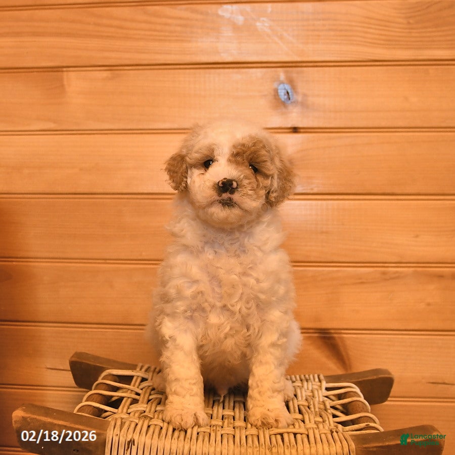 Mini Goldendoodle dogs Maverick - Ad 1
