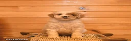 Mini Goldendoodle dogs for sale: Maverick - Ad 1