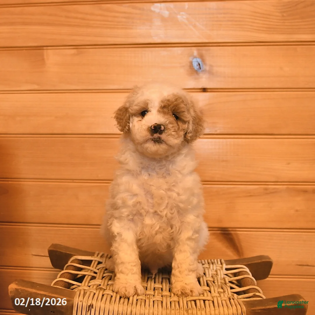 Mini Goldendoodle dogs for sale: Maverick - Ad 1