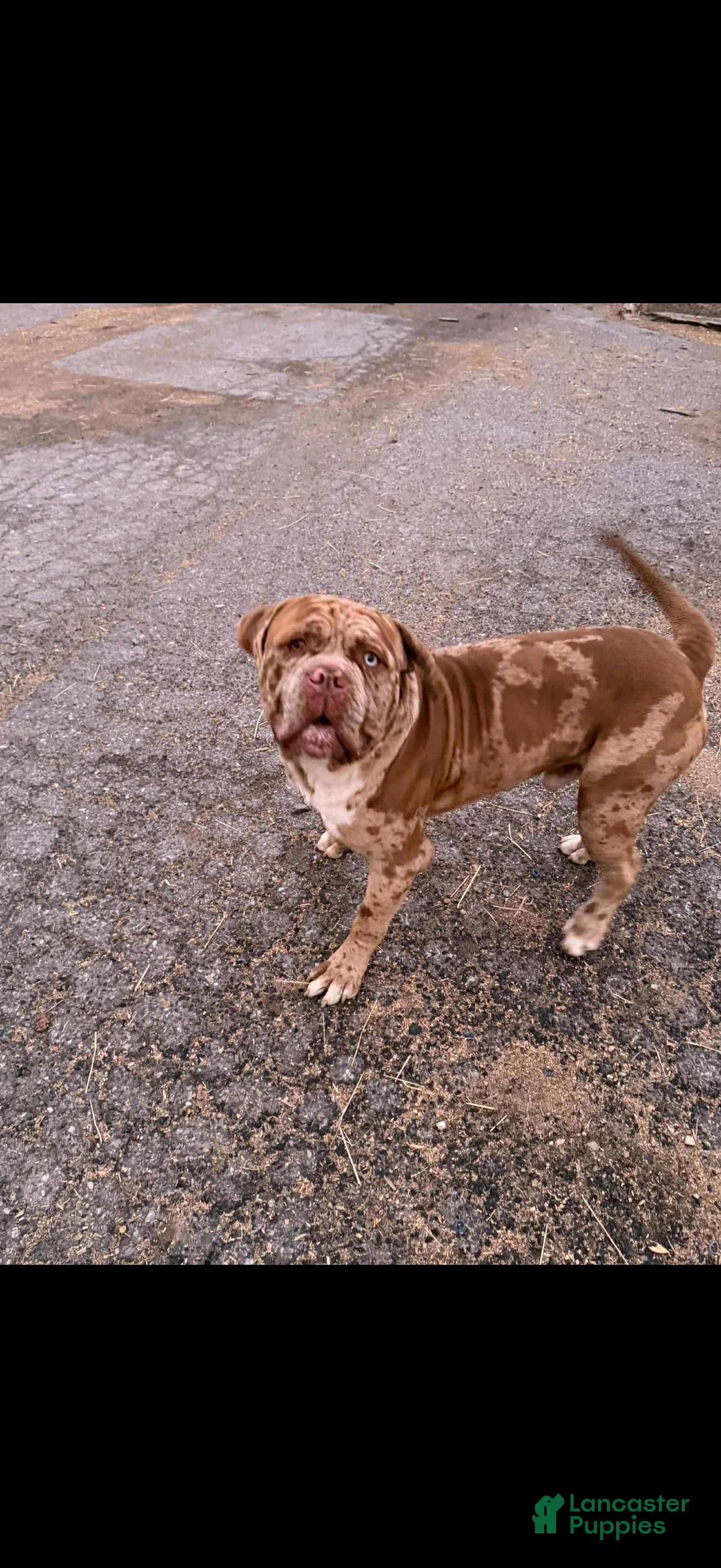 English Mastiff dogs for sale: English Mastiff Puppy 1 - Ad 15