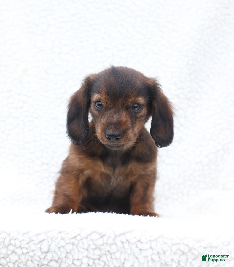 Miniature Dachshund dogs for sale: Peter - Ad 1