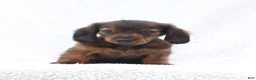 Miniature Dachshund dogs for sale: Peter - Ad 1