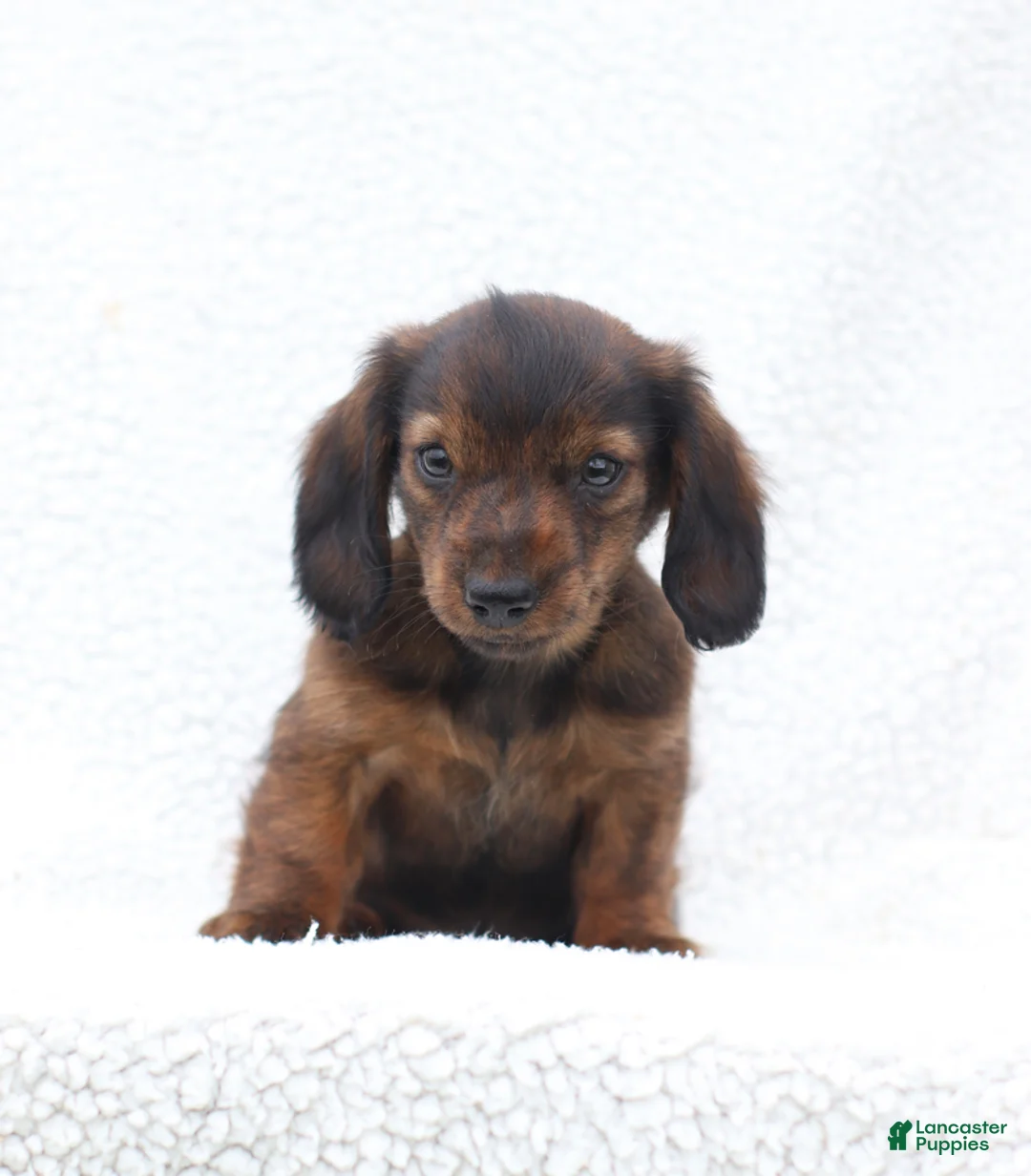 Miniature Dachshund dogs for sale: Peter - Ad 1