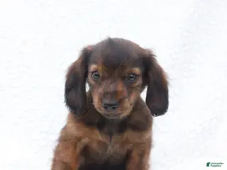 Miniature Dachshund dogs for sale: Peter - Ad 1