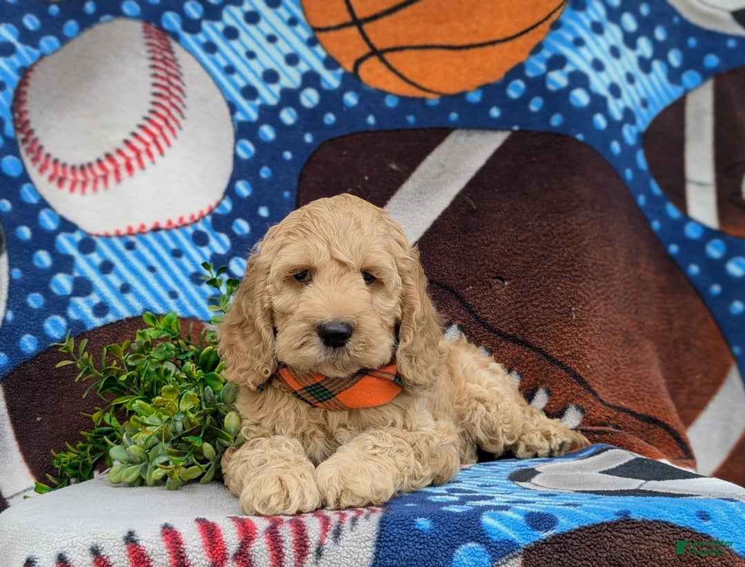 Cockapoo dogs for sale: Leon - Ad 16