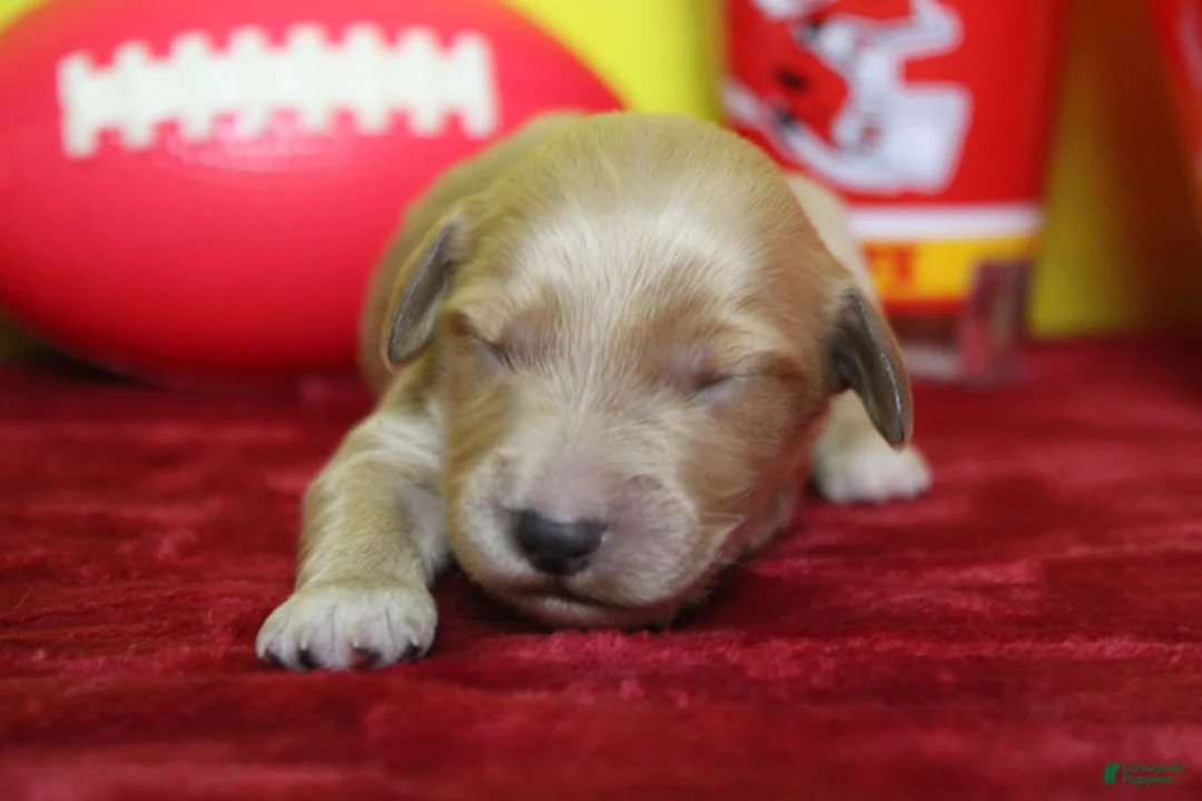 Goldendoodle dogs for sale: Sparky  - Ad 2