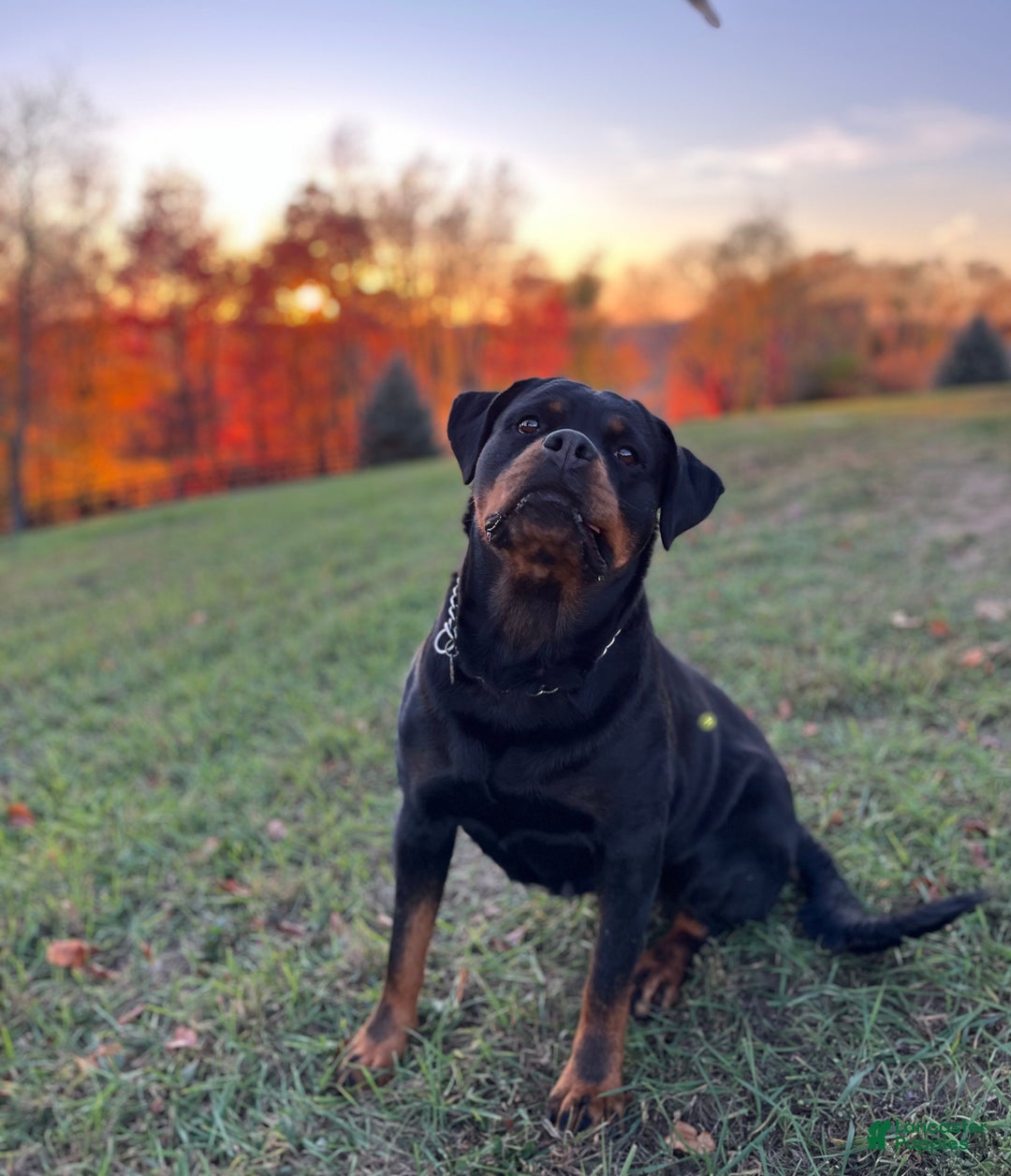 Rottweiler dogs for sale: Sindy - Ad 1
