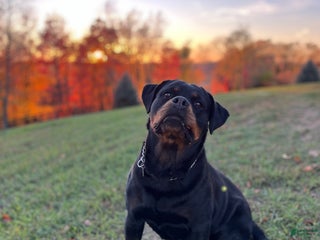 Rottweiler dogs Sindy - Ad 2