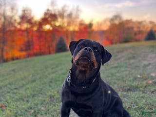 Rottweiler dogs Sindy - Ad 38