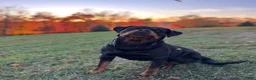 Rottweiler dogs for sale: Sindy - Ad 1