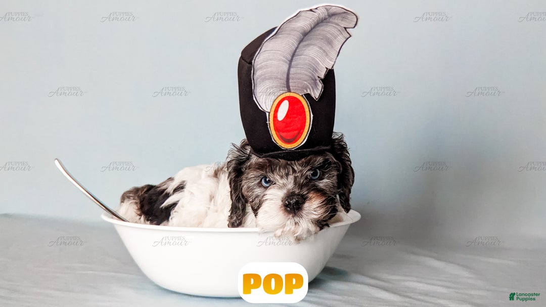 Cockapoo dogs for sale: Pop - Ad 2