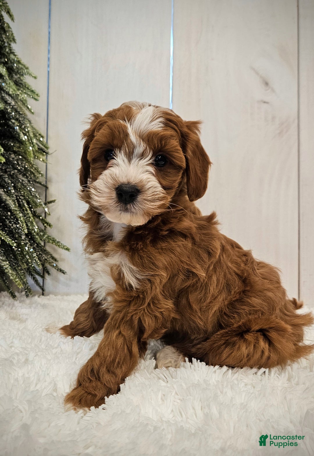 Mini Goldendoodle dogs for sale: Charlie F1B mini - Ad 8