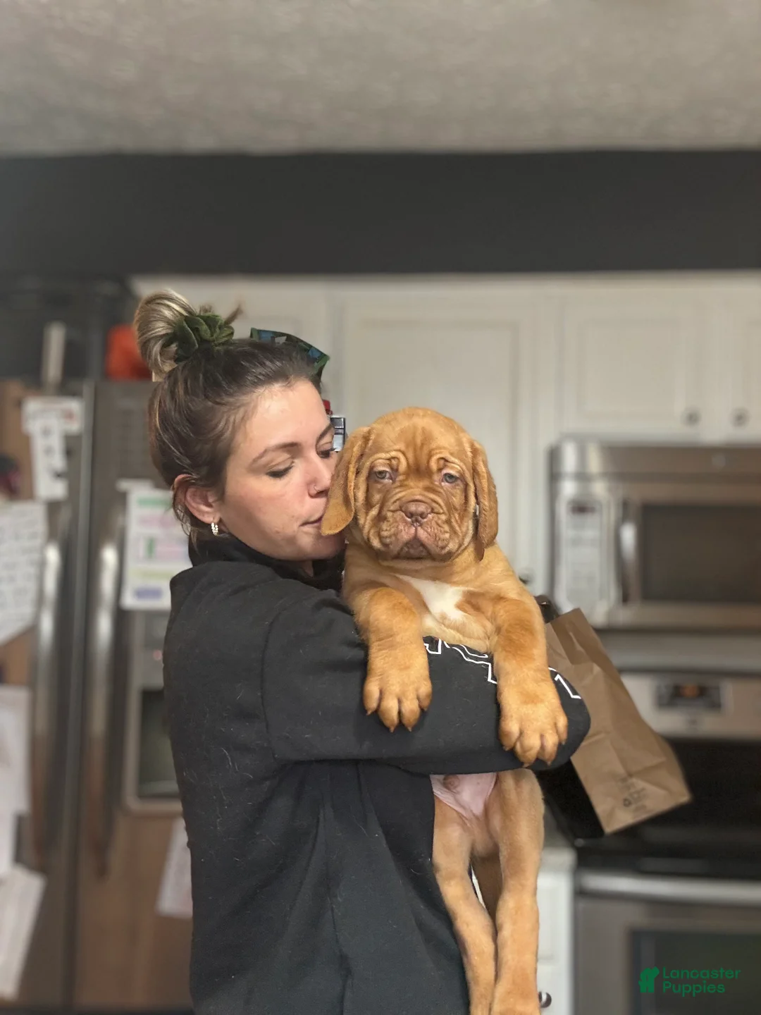 Dogue De Bordeaux dogs for sale: Dogue De Bordeaux Puppy 5 - Ad 12