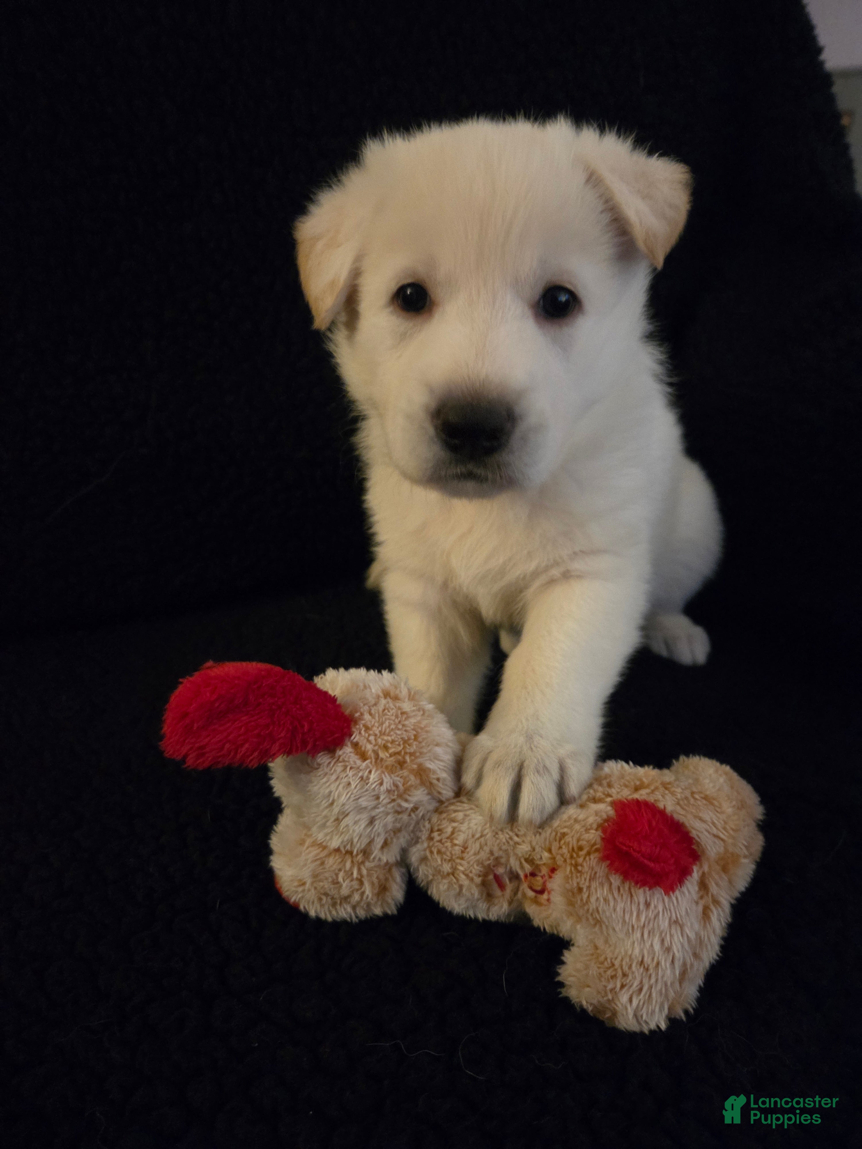 German Shepherd dogs Candy - Ad 1