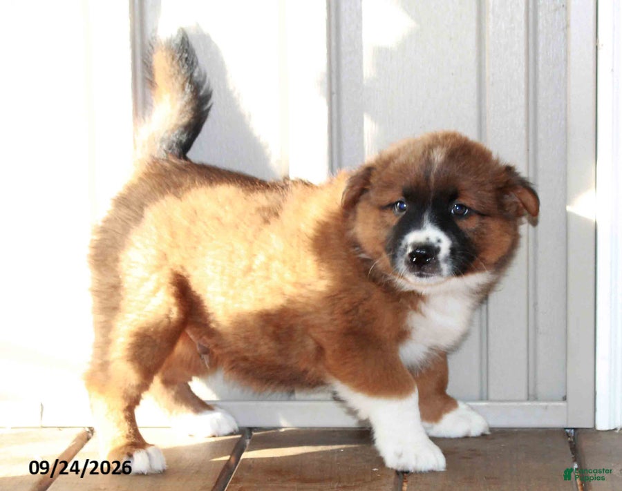 Mixed Breed dogs Cameron - Ad 1