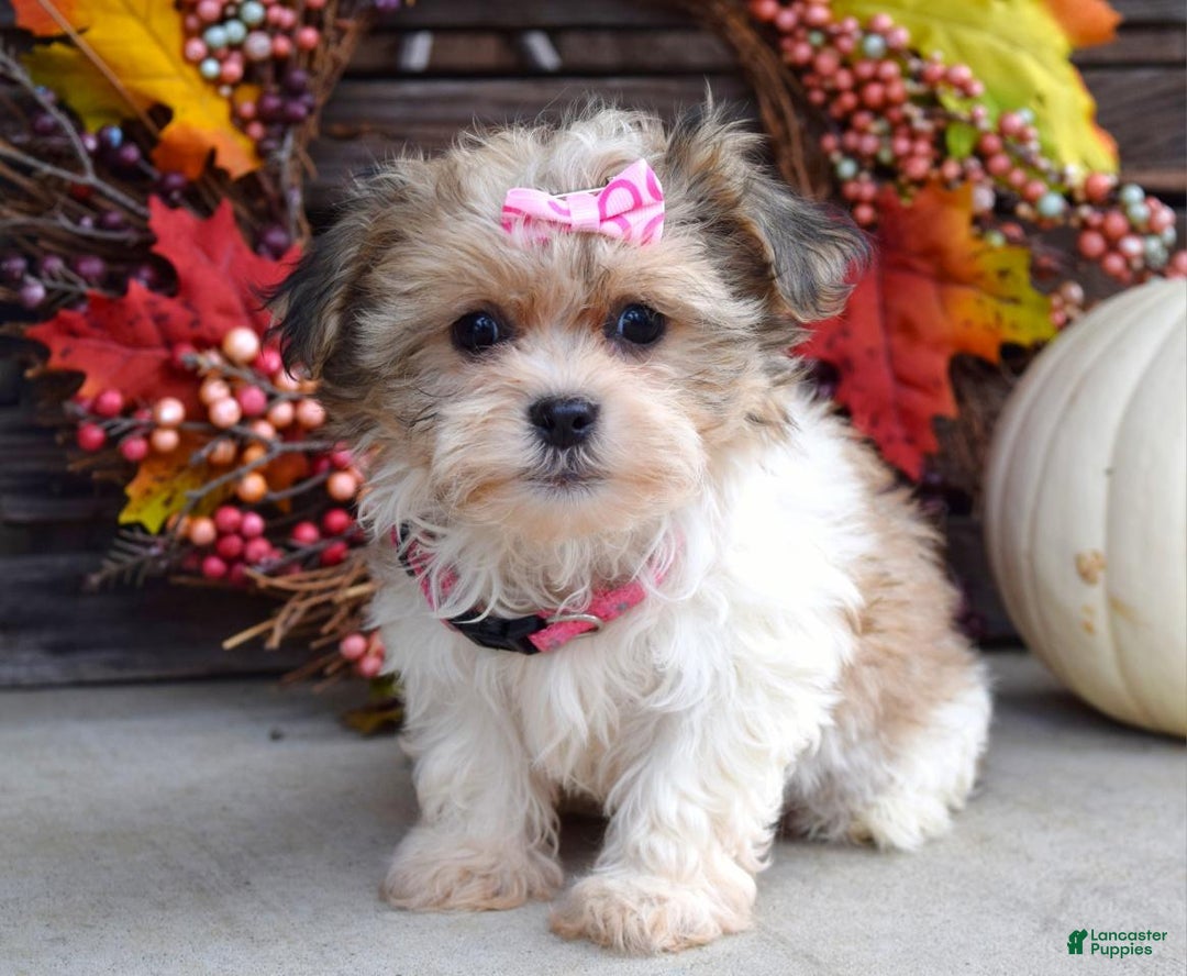 Kerri for sale in Beach City Lancaster Puppies