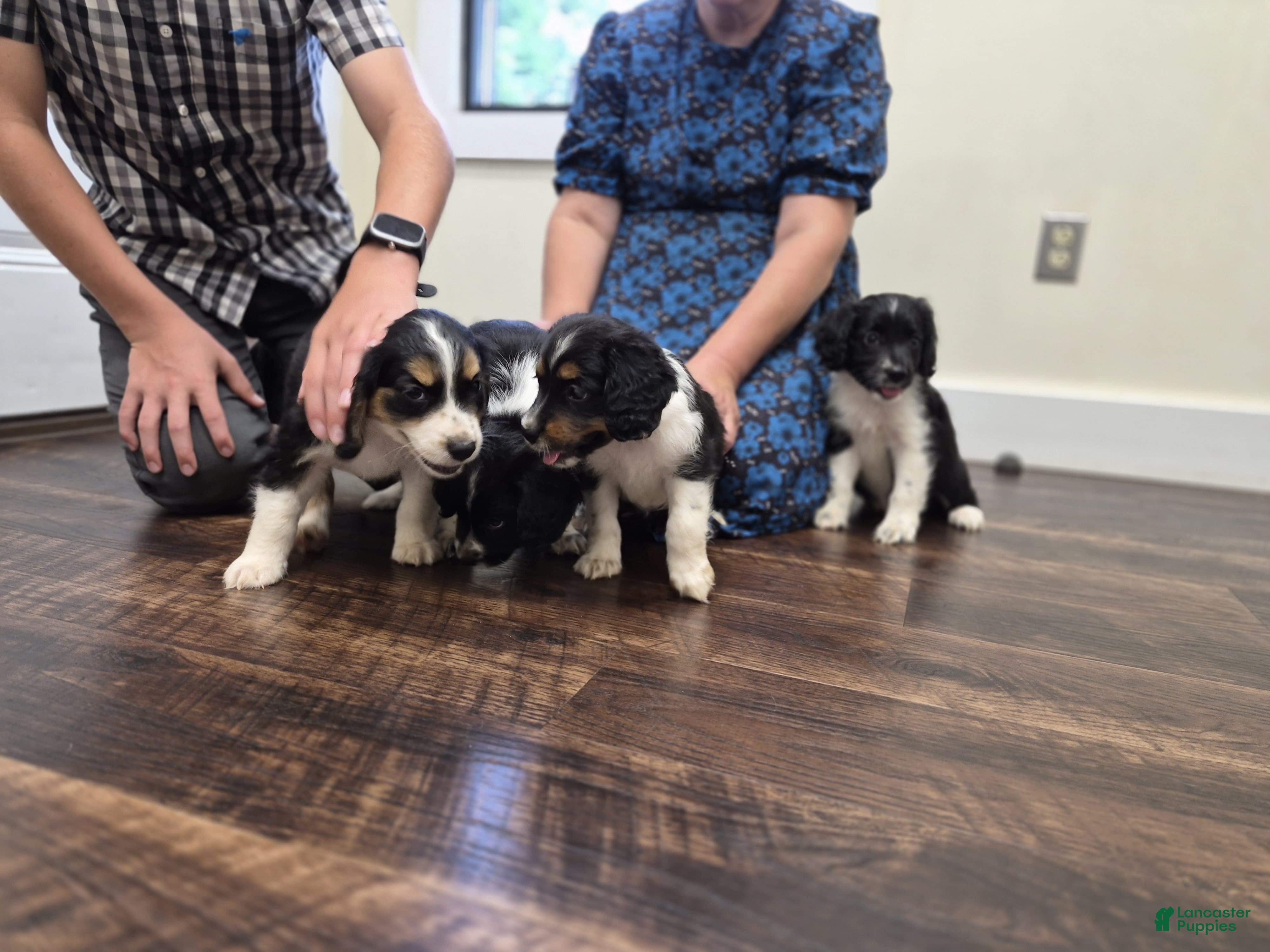 Mixed Breed dogs Scout - Ad 2
