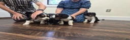 Mixed Breed dogs for sale: Scout - Ad 2