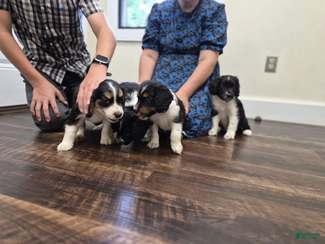 Mixed Breed dogs for sale: Scout - Ad 2