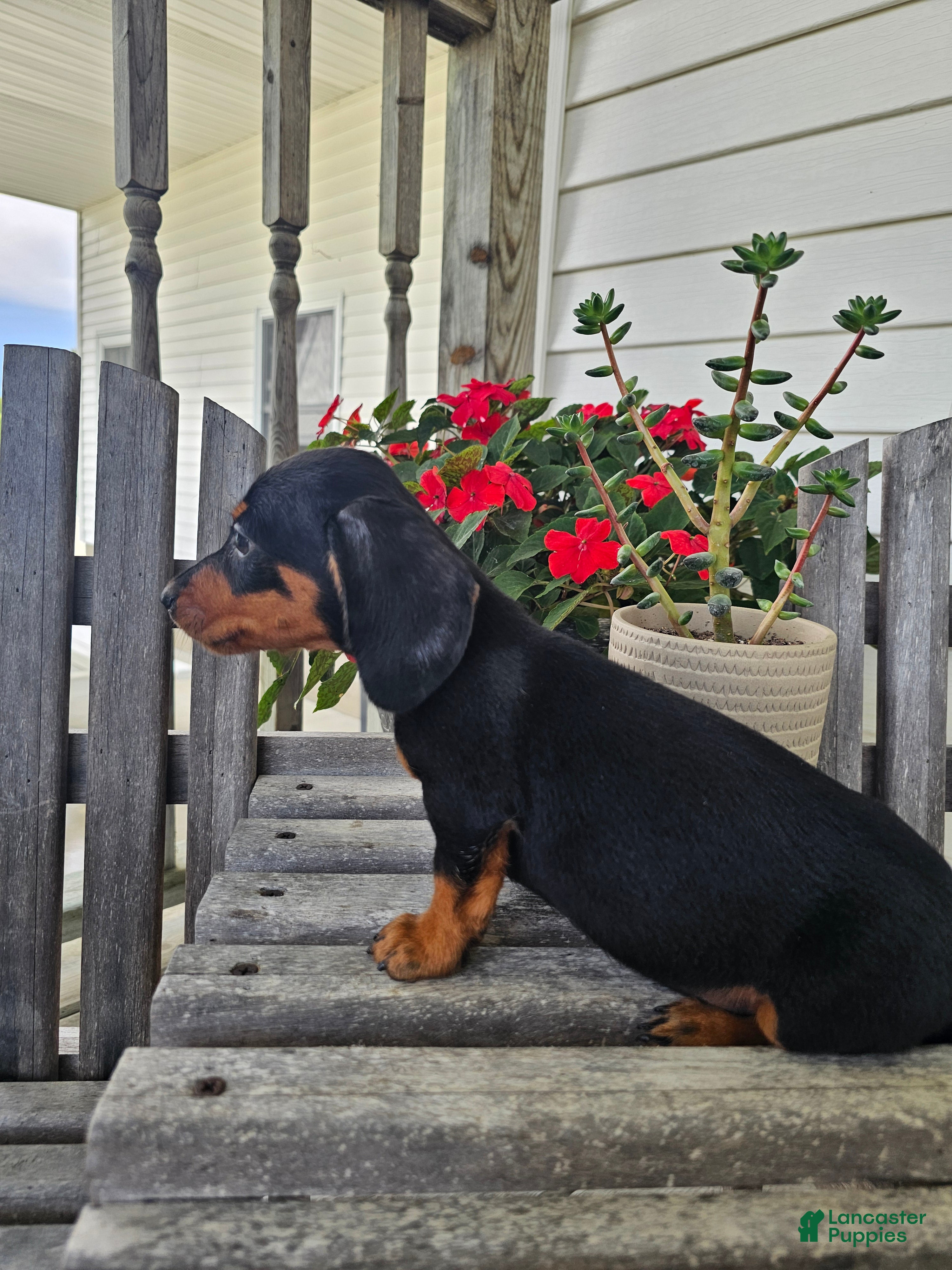 Dachshund dogs Bud - Ad 2
