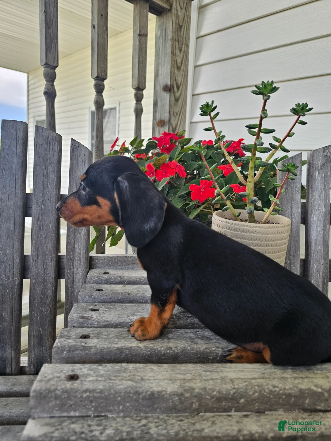 Dachshund dogs for sale: Bud - Ad 2
