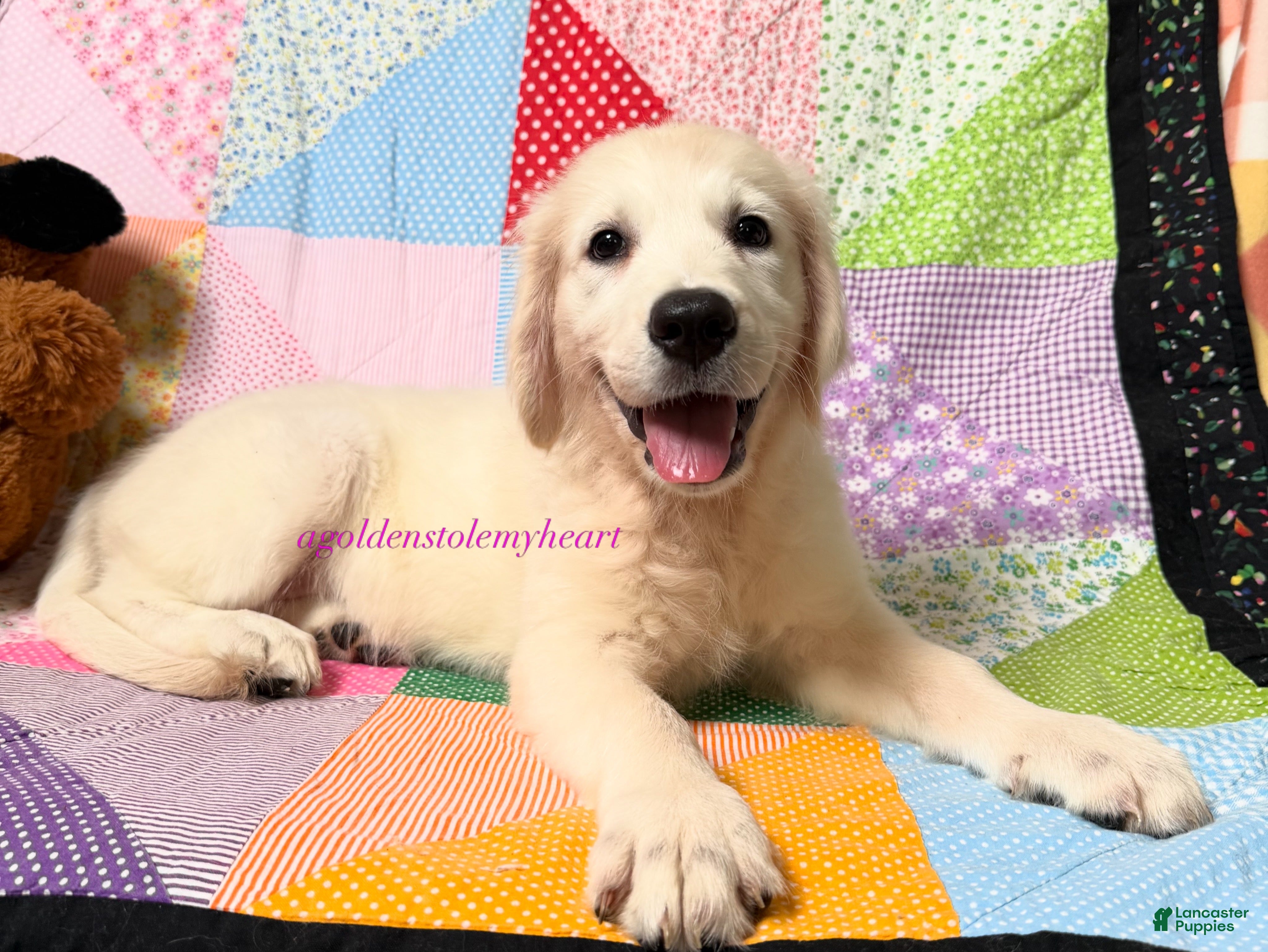 Golden Retriever dogs Maggie - Ad 2